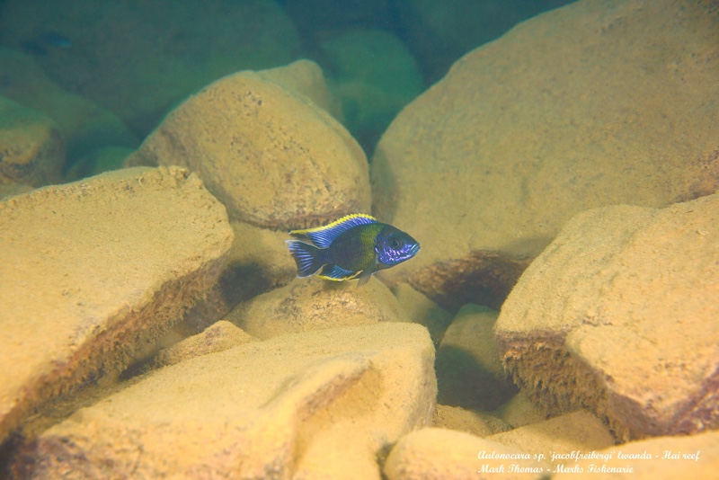 Aulonocara sp. 'lwanda' Hai Reef